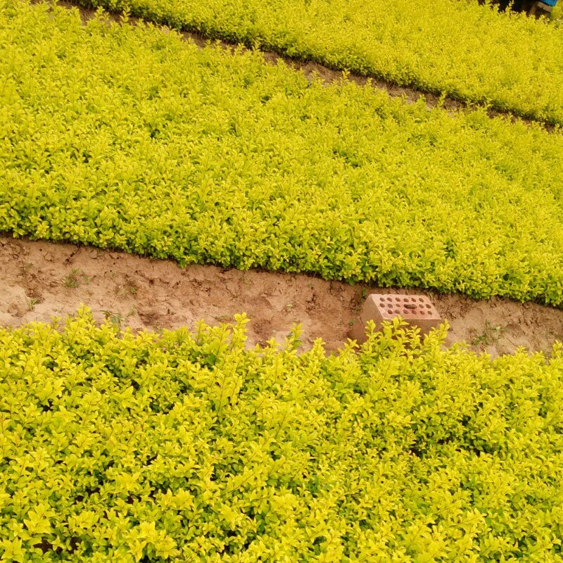 我国已与65个国家签署126个林业合作协议