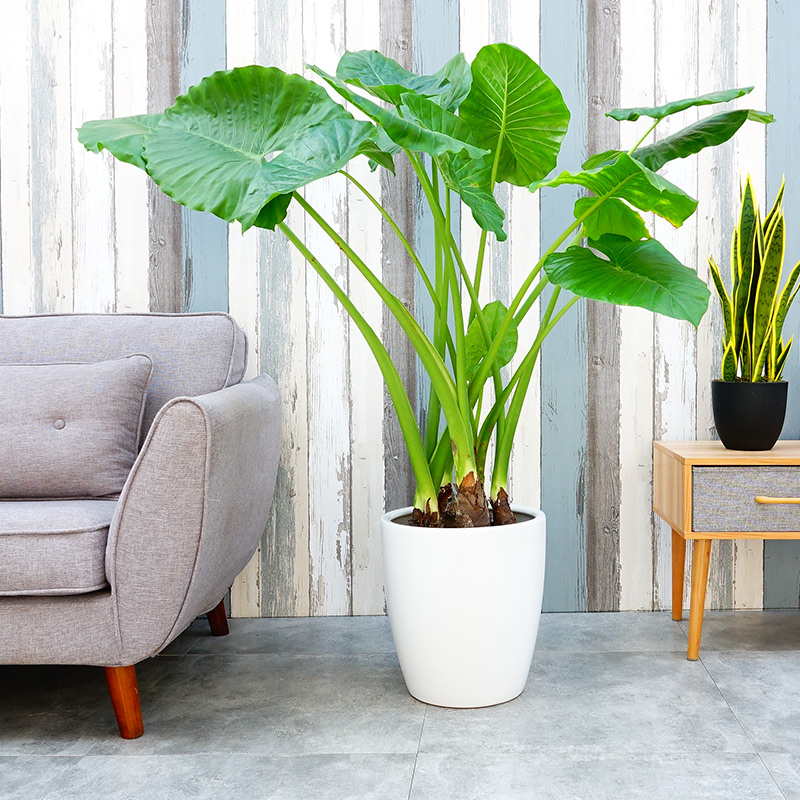 滴水观音  售价180元/盆  租价40元/月