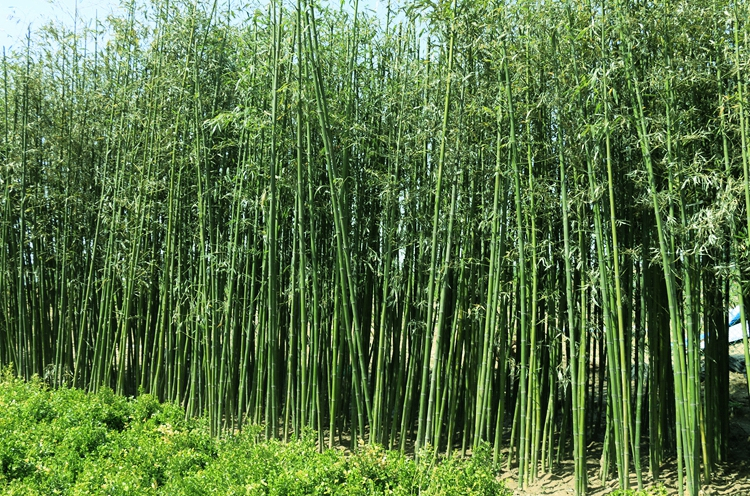 各类型竹子