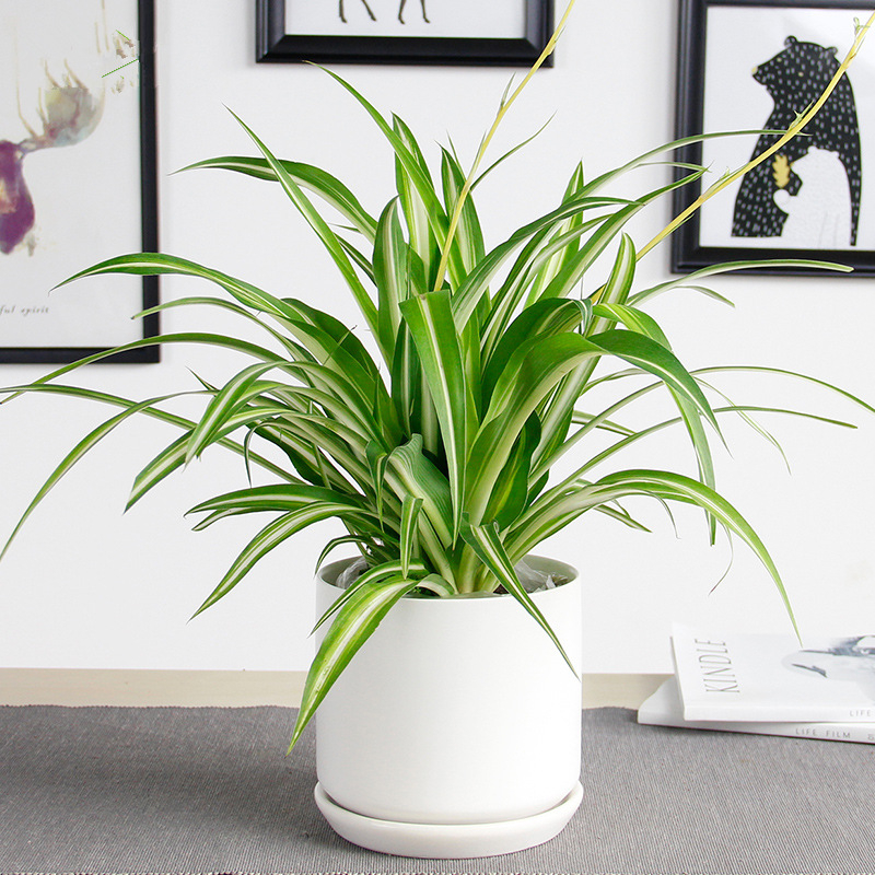 吊兰  售价16元/盆  租价5元/月