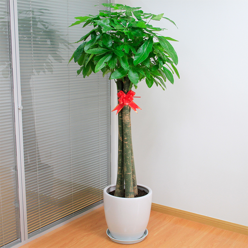 三杆发财树  售价290元/盆  租价55元/月