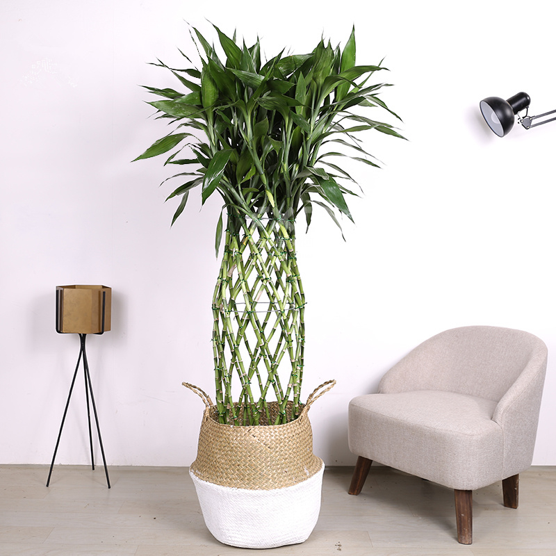 富贵竹笼  售价220元/盆  租价45元/月