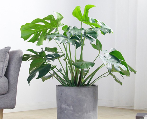 龟背竹  售价220元/盆  租价40元/月