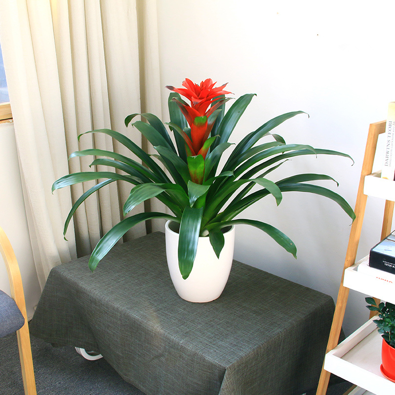 鸿运当头  售价80元/盆  租价20元/月