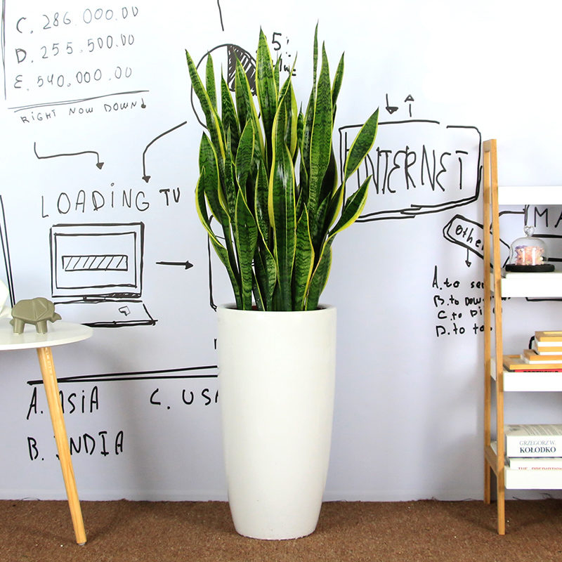 虎皮兰  售价100元/盆  租价25元/月