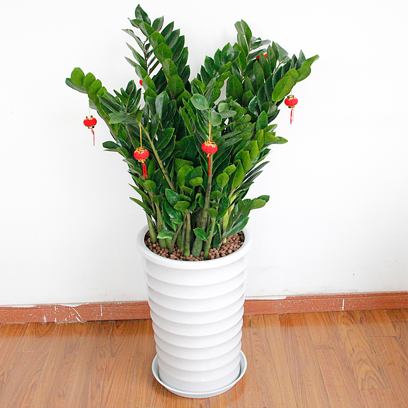 金钱树  售价138元/盆  租价35元/月