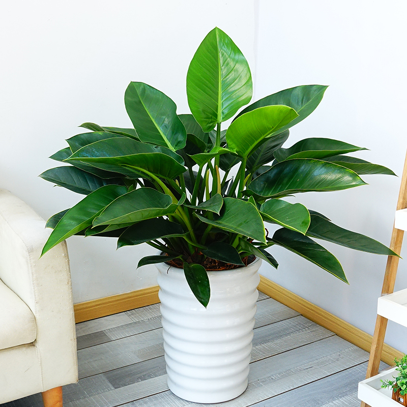 金钻  售价120元/盆  租价30元月