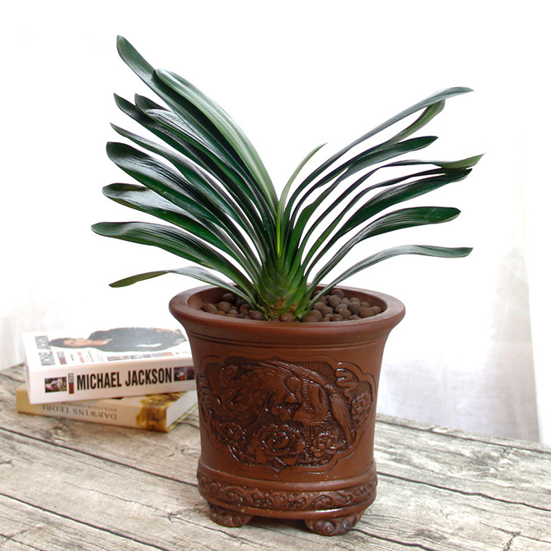 君子兰  售价160元/盆  租价30元/月