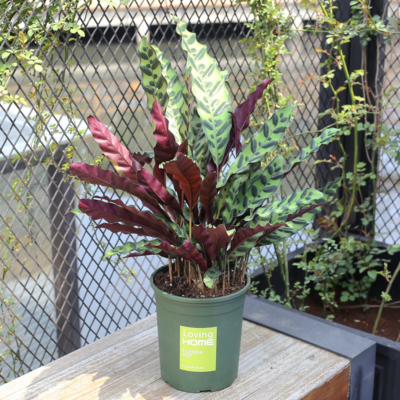 豹纹  售价100元/盆  租价25元/月