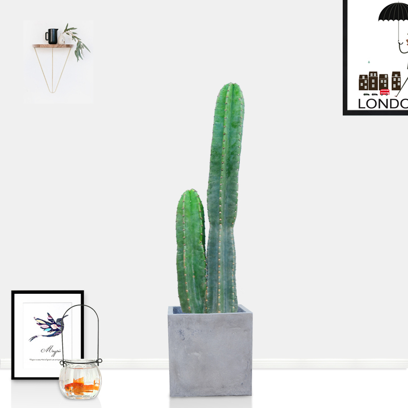 量天尺  售价490元/盆  租价100元/月