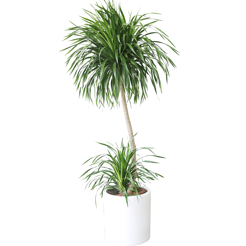 龙须树  售价380元/盆  租价80元/月