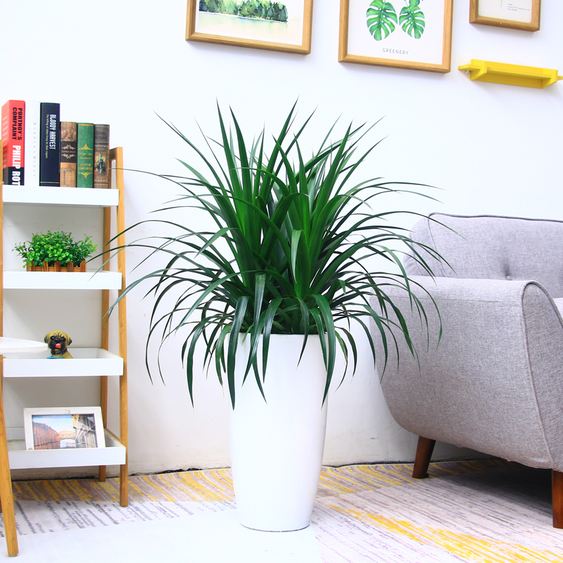 龙须铁  售价90元/盆  租价20元/月