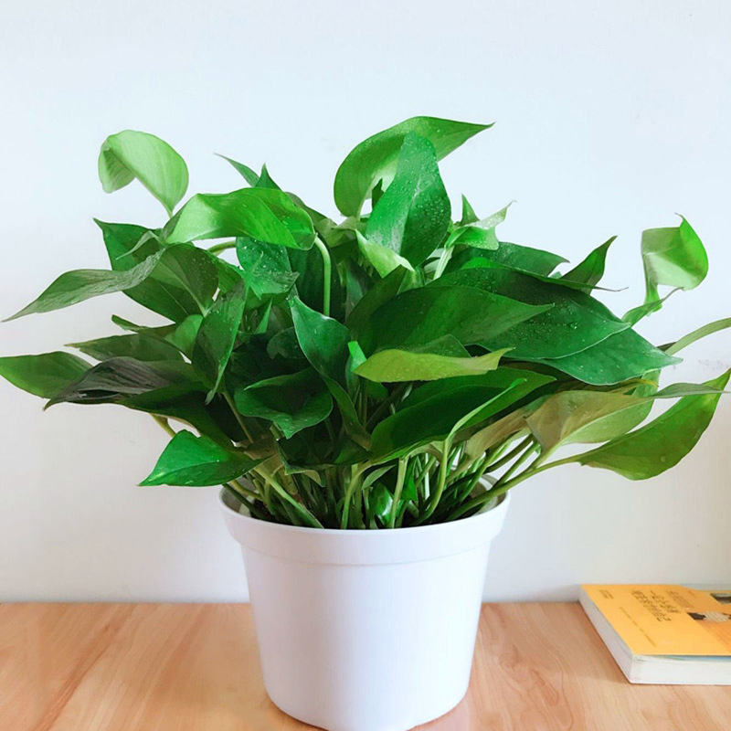 绿萝  售价18元/盆  租价5元/月