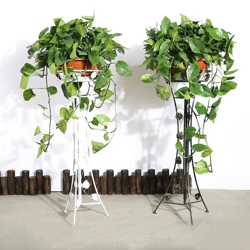 大绿萝  售价80元/盆  租价18元/月