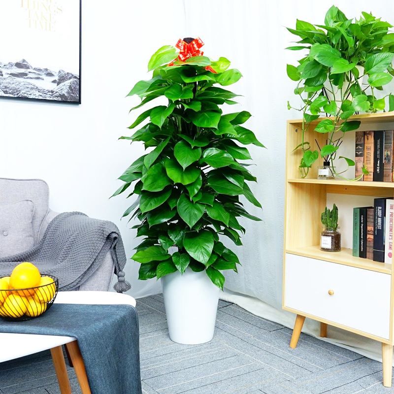 绿萝柱  售价160元/月  租价35元/月