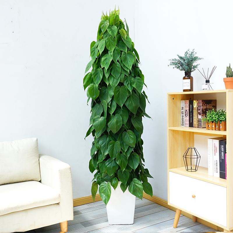 青苹果  售价150元/盆  租价30元/月