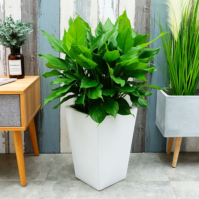 万年青  售价56元/盆  租价15元/月