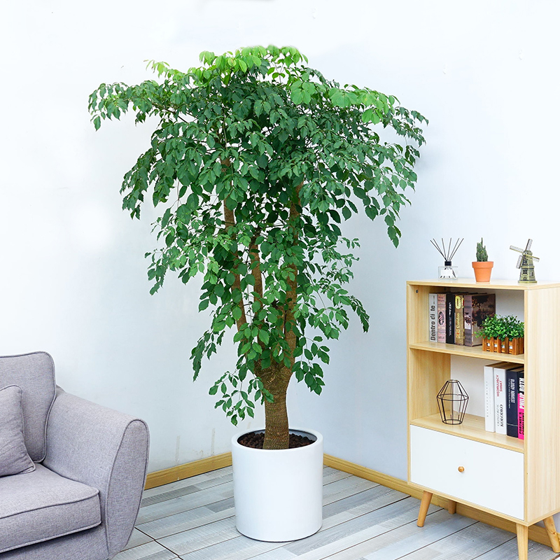 幸福树  售价500元/盆  租价80元/月