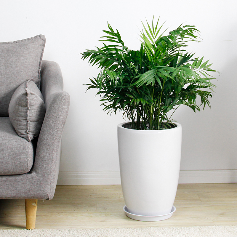 袖珍椰子  售价36元/盆  租价10元/月